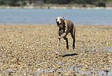 WHIPPET 011